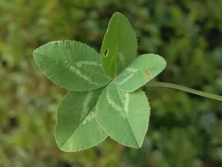 5 Leaf Clovers